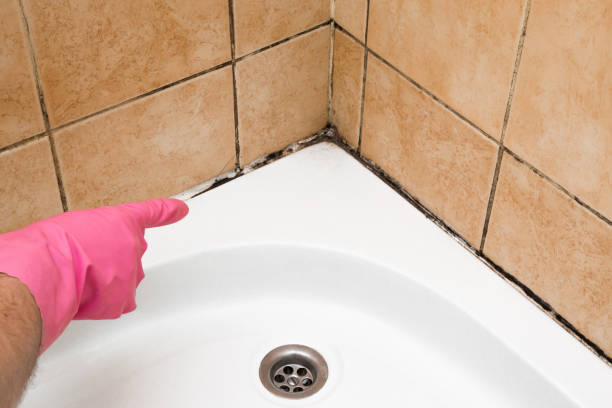 Best Affordable Mold Removal  in Five Forks, SC